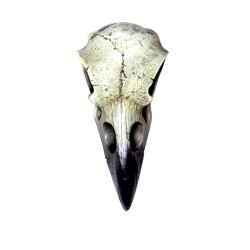 Reliquary Raven Skull (V66) ~ Ornaments | Alchemy England